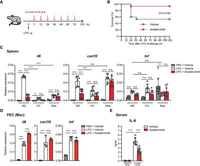Bruton’s tyrosine kinase inhibition limits endotoxic shock by suppressing IL-6 production by marginal zone B cells in mice